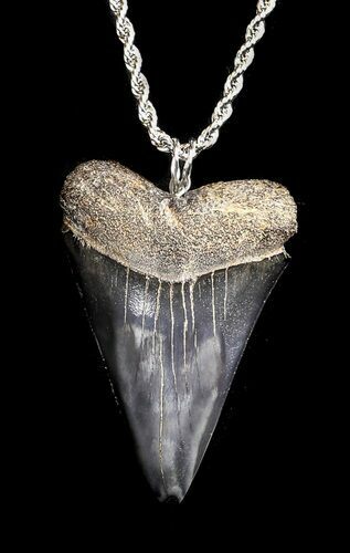 Fossil Mako Shark Tooth Necklace #36574